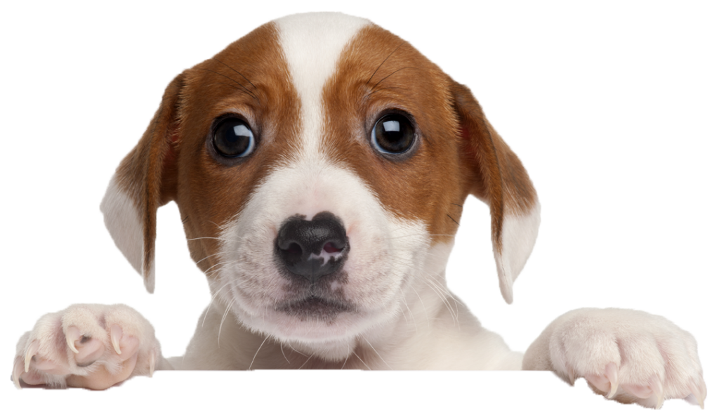 kisspng-puppy-beagle-french-bulldog-border-collie-labrador-terrier-5b16373269d1d8.3098707915281825784335